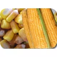 Гибрид кукурузы Sbruch